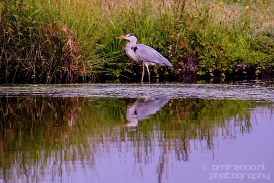 Blauwe_reiger_nature_Landscape_Photography_024_Canon_EOS_5D_Mark_IV.JPG