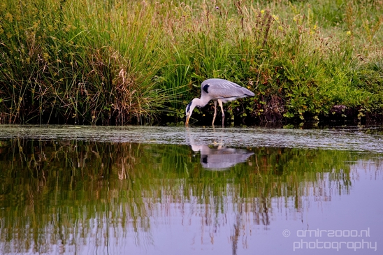 Blauwe_reiger_nature_Landscape_Photography_025_Canon_EOS_5D_Mark_IV.JPG