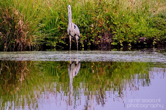 Blauwe_reiger_nature_Landscape_Photography_026_Canon_EOS_5D_Mark_IV.JPG