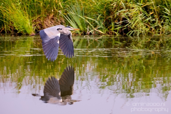 Blauwe_reiger_nature_Landscape_Photography_027_Canon_EOS_5D_Mark_IV.JPG