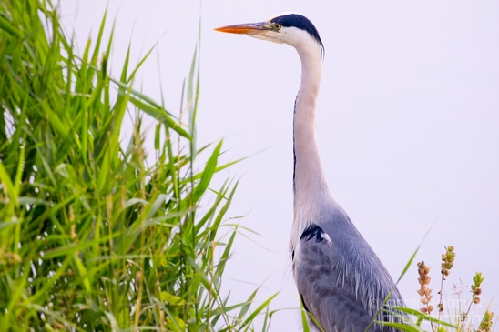 Blauwe_reiger_nature_Landscape_Photography_028_Canon_EOS_5D_Mark_IV.JPG