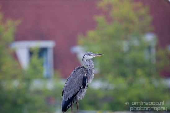 Blauwe_reiger_nature_Landscape_Photography_029_Canon_EOS_5D_Mark_IV.JPG