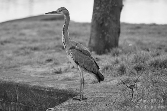 Blauwe_reiger_nature_Landscape_Photography_030_Canon_EOS_5D_Mark_IV.JPG