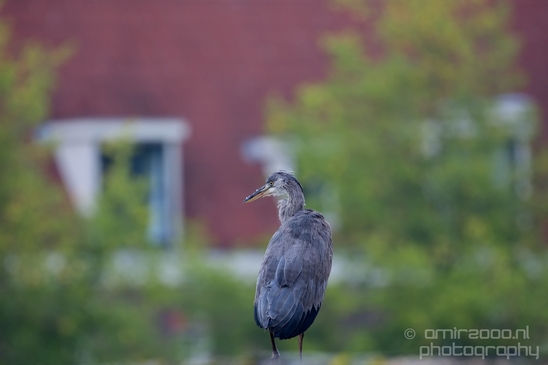Blauwe_reiger_nature_Landscape_Photography_031_Canon_EOS_5D_Mark_IV.JPG