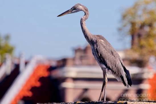 Blauwe_reiger_nature_Landscape_Photography_032_Canon_EOS_5D_Mark_IV.JPG