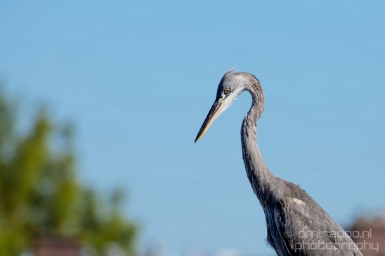 Blauwe_reiger_nature_Landscape_Photography_033_Canon_EOS_5D_Mark_IV.JPG