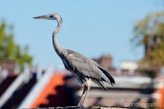 Blauwe_reiger_nature_Landscape_Photography_034_Canon_EOS_5D_Mark_IV.JPG