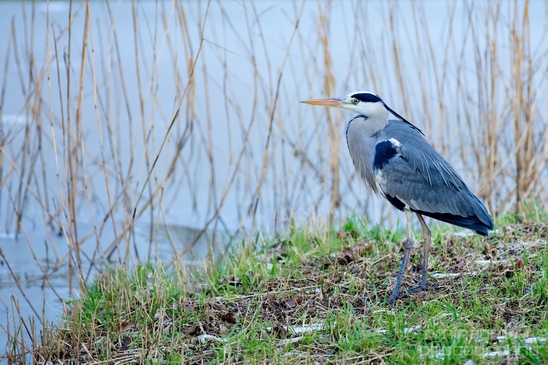 Blauwe_reiger_nature_Landscape_Photography_037_Canon_EOS_5D_Mark_IV.JPG
