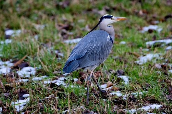 Blauwe_reiger_nature_Landscape_Photography_038_Canon_EOS_5D_Mark_IV.JPG