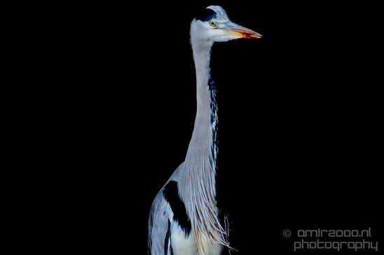 Blauwe_reiger_nature_Landscape_Photography_039_Canon_EOS_5D_Mark_IV.JPG