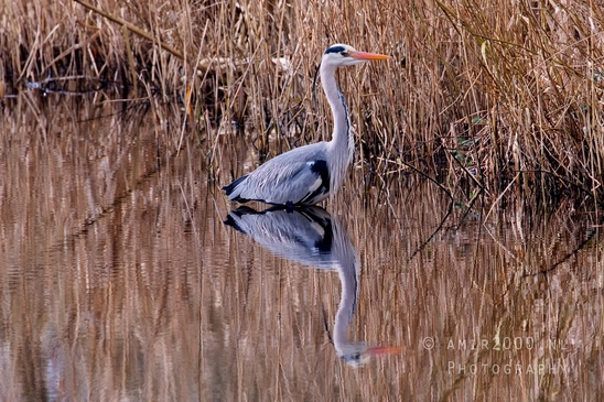 Blauwe_reiger_nature_Landscape_Photography_040_Canon_EOS_5D_Mark_IV.JPG