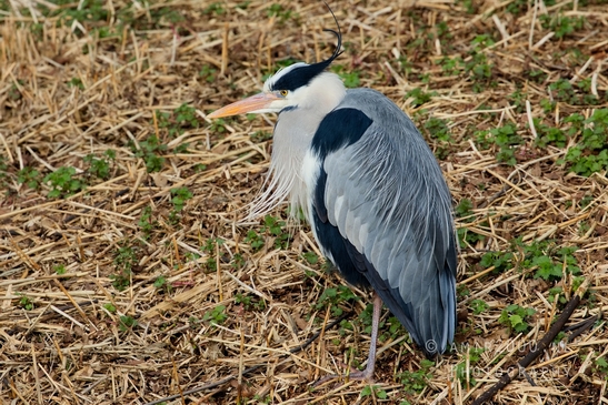 Blauwe_reiger_nature_Landscape_Photography_041_Canon_EOS_5D_Mark_IV.JPG