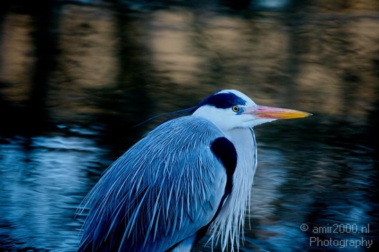 Blauwe_reiger_nature_Landscape_Photography_042_Canon_EOS_5D_Mark_IV.JPG