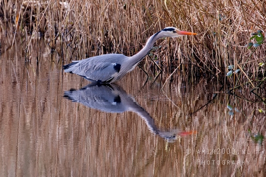 Blauwe_reiger_nature_Landscape_Photography_043_Canon_EOS_5D_Mark_IV.JPG