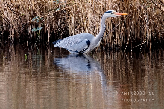 Blauwe_reiger_nature_Landscape_Photography_045_Canon_EOS_5D_Mark_IV.JPG