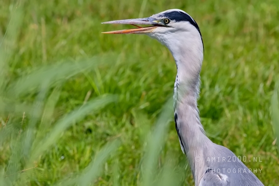 Blauwe_reiger_nature_Landscape_Photography_047_Canon_EOS_5D_Mark_IV.JPG