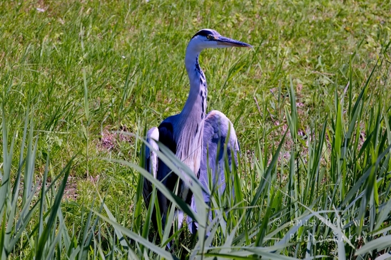 Blauwe_reiger_nature_Landscape_Photography_048_Canon_EOS_5D_Mark_IV.JPG