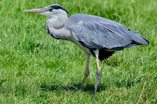 Blauwe_reiger_nature_Landscape_Photography_049_Canon_EOS_5D_Mark_IV.JPG