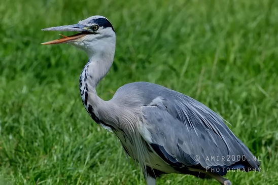 Blauwe_reiger_nature_Landscape_Photography_050_Canon_EOS_5D_Mark_IV.JPG