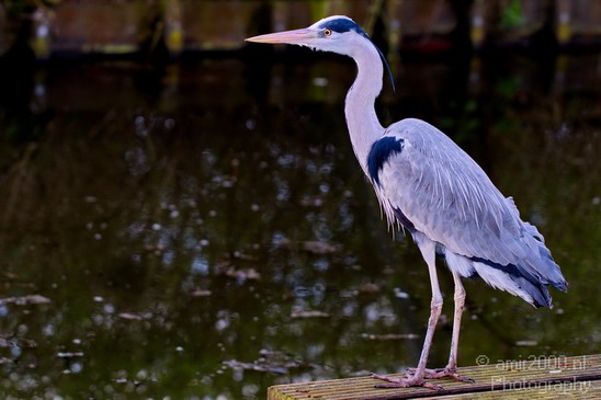 Blauwe_reiger_nature_Landscape_Photography_052_Canon_EOS_5D_Mark_IV.JPG