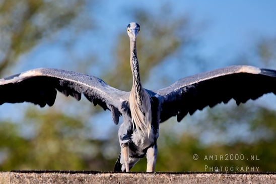 Blauwe_reiger_nature_Landscape_Photography_053_Canon_EOS_5D_Mark_IV.JPG