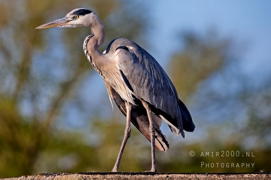 Blauwe_reiger_nature_Landscape_Photography_054_Canon_EOS_5D_Mark_IV.JPG