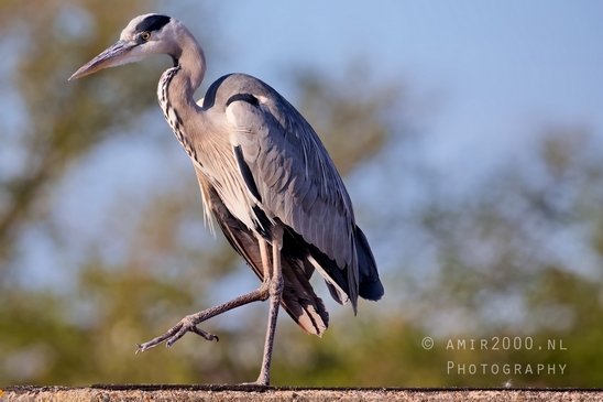Blauwe_reiger_nature_Landscape_Photography_055_Canon_EOS_5D_Mark_IV.JPG