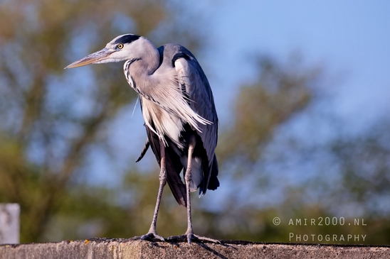 Blauwe_reiger_nature_Landscape_Photography_056_Canon_EOS_5D_Mark_IV.JPG