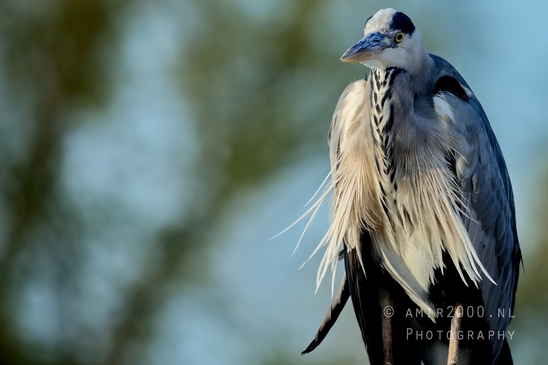 Blauwe_reiger_nature_Landscape_Photography_057_Canon_EOS_5D_Mark_IV.JPG