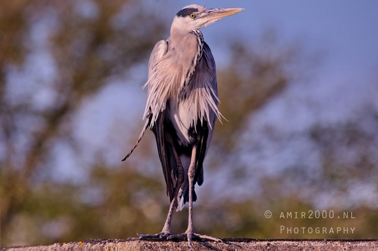 Blauwe_reiger_nature_Landscape_Photography_060_Canon_EOS_5D_Mark_IV.JPG