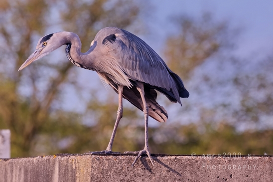 Blauwe_reiger_nature_Landscape_Photography_061_Canon_EOS_5D_Mark_IV.JPG