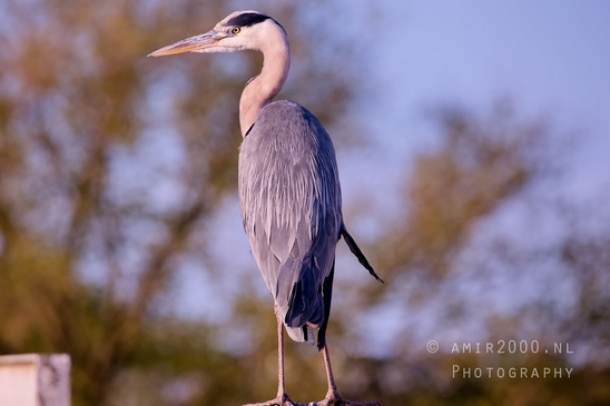 Blauwe_reiger_nature_Landscape_Photography_062_Canon_EOS_5D_Mark_IV.JPG