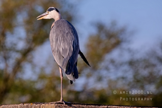 Blauwe_reiger_nature_Landscape_Photography_063_Canon_EOS_5D_Mark_IV.JPG