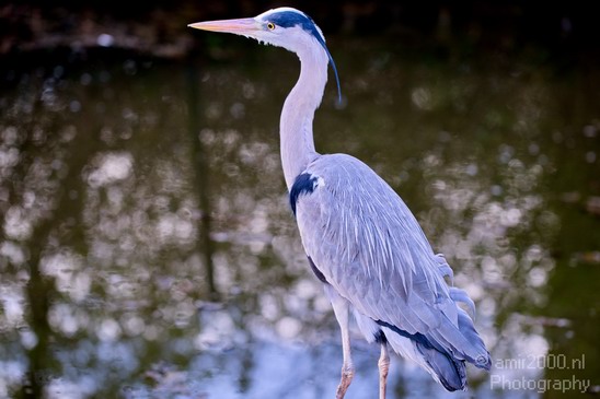 Blauwe_reiger_nature_Landscape_Photography_064_Canon_EOS_5D_Mark_IV.JPG