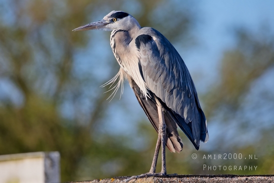 Blauwe_reiger_nature_Landscape_Photography_065_Canon_EOS_5D_Mark_IV.JPG