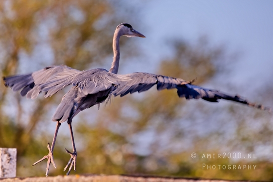 Blauwe_reiger_nature_Landscape_Photography_066_Canon_EOS_5D_Mark_IV.JPG