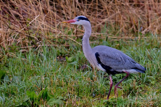 Blauwe_reiger_nature_Landscape_Photography_068_Canon_EOS_5D_Mark_IV.JPG