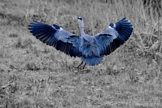 Blauwe_reiger_nature_Landscape_Photography_069_Canon_EOS_5D_Mark_IV.JPG