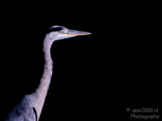 Blauwe_reiger_nature_Landscape_Photography_071_Canon_EOS_5D_Mark_IV.JPG