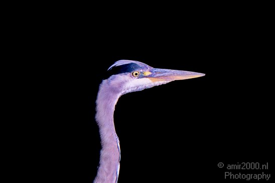 Blauwe_reiger_nature_Landscape_Photography_072_Canon_EOS_5D_Mark_IV.JPG