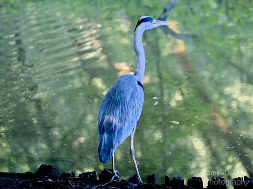 Blauwe_reiger_nature_Landscape_Photography_074_Canon_EOS_5D_Mark_IV.JPG