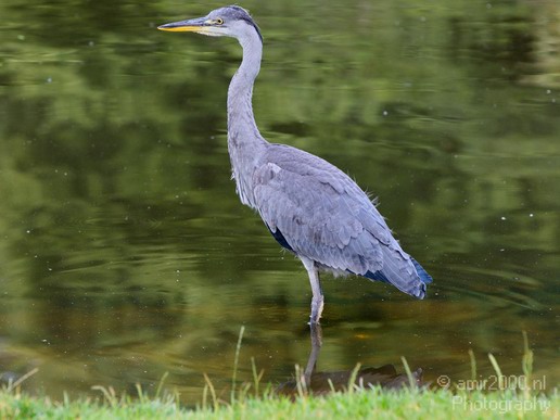 Blauwe_reiger_nature_Landscape_Photography_075_Canon_EOS_5D_Mark_IV.JPG