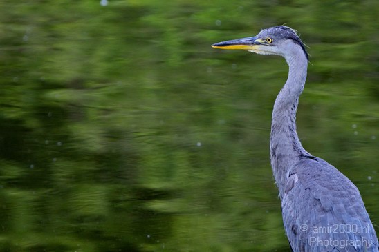 Blauwe_reiger_nature_Landscape_Photography_076_Canon_EOS_5D_Mark_IV.JPG
