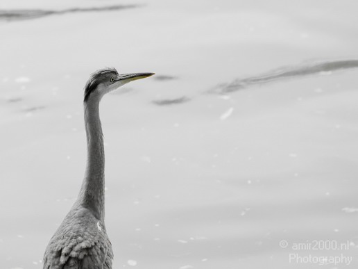 Blauwe_reiger_nature_Landscape_Photography_078_Canon_EOS_5D_Mark_IV.JPG