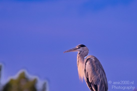 Blauwe_reiger_nature_Landscape_Photography_079_Canon_EOS_5D_Mark_IV.JPG