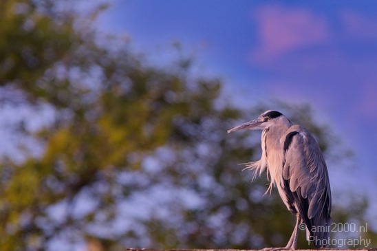 Blauwe_reiger_nature_Landscape_Photography_080_Canon_EOS_5D_Mark_IV.JPG