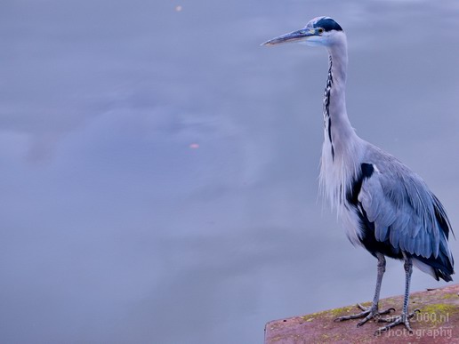 Blauwe_reiger_nature_Landscape_Photography_082_Canon_EOS_5D_Mark_IV.JPG
