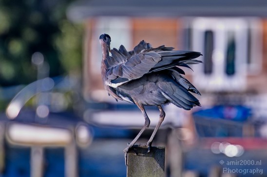 Blauwe_reiger_nature_Landscape_Photography_083_Canon_EOS_5D_Mark_IV.JPG