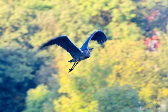 Blauwe_reiger_nature_Landscape_Photography_084_Canon_EOS_5D_Mark_IV.JPG