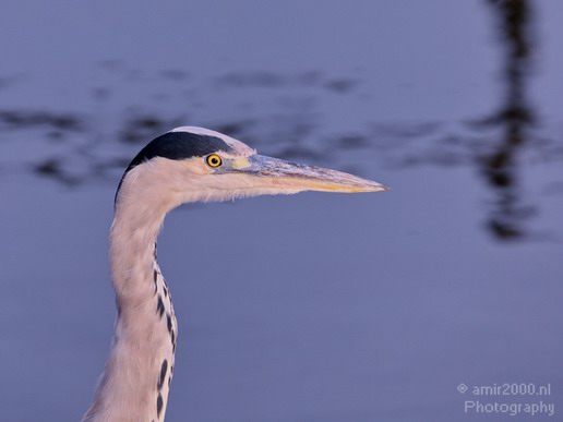 Blauwe_reiger_nature_Landscape_Photography_085_Canon_EOS_5D_Mark_IV.JPG